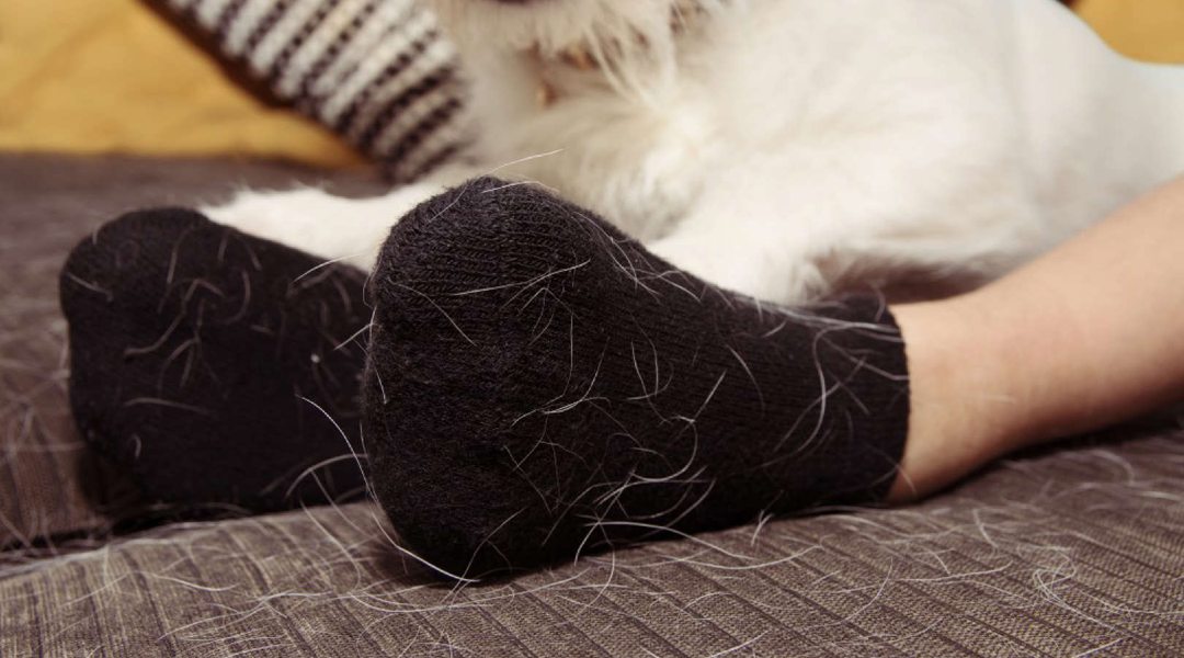 pet hair on clothes and socks